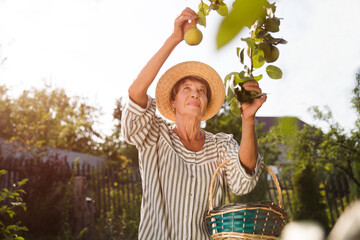 senior woman farmer harvesting ripe pears  in fruit garden
