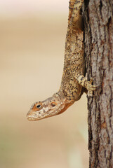 Sticker - Vertical shot of a Caucasian agama lizard perched on a tree on a blurred background