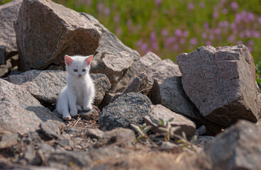 Wall Mural - White kitten playing between rocks.