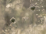 Fototapeta Dmuchawce - kwiaty na łące z rosą i bokeh