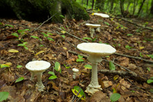 White Amanita Mushroom With Scales In Glastonbury, Connecticut.