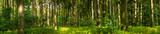 Fototapeta Las - Part of forest in panoramic view during a summer evening