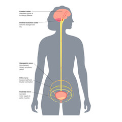 Wall Mural - Micturition neural control