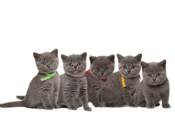 Wall Mural - Beautiful british shorthair cats in front of a white background