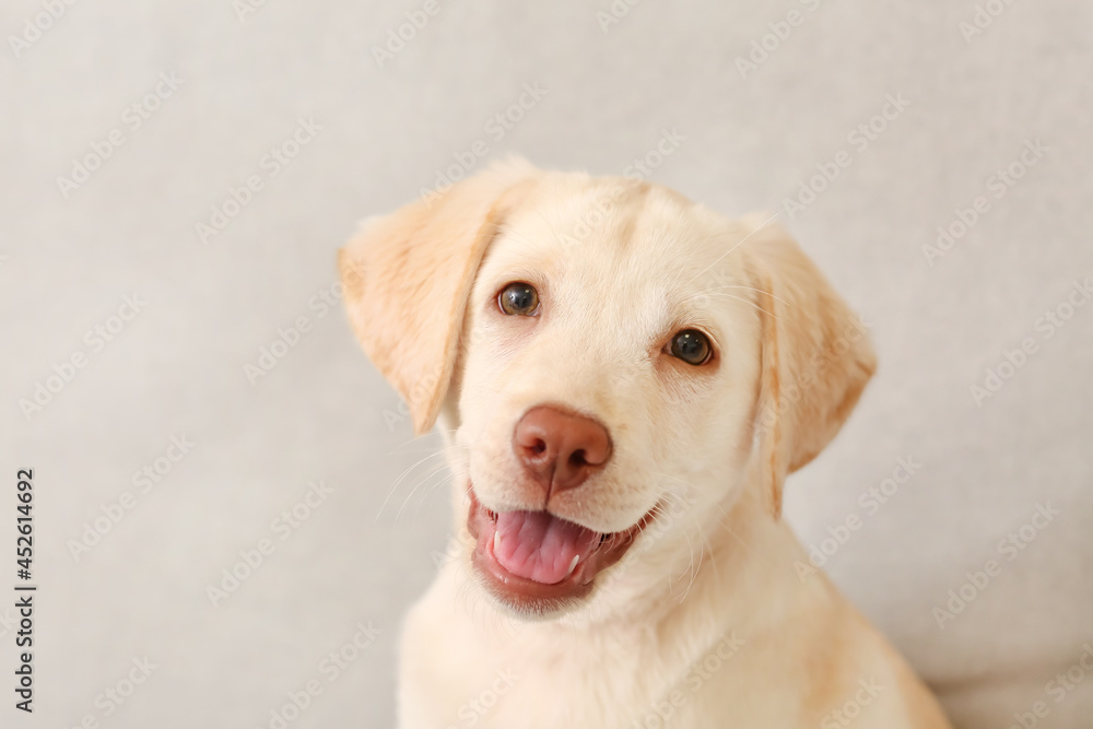 Cute Labrador puppy on sofa at home