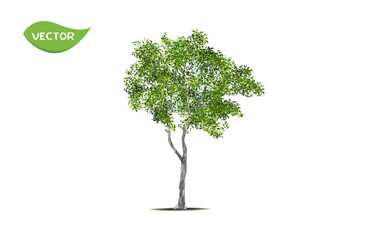 isolated green tree on white background. single tropical tree in vector illustrative. concept for la