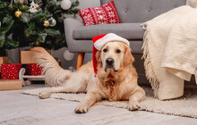 Golden Retriever Dog In New Year Hat