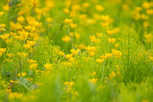 Beautiful Small Yellow Flowers Blooming In The Meadow On An Overcast Day