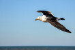 Seagull - Larus Atlanticus- flying over the city of Mar del Plata