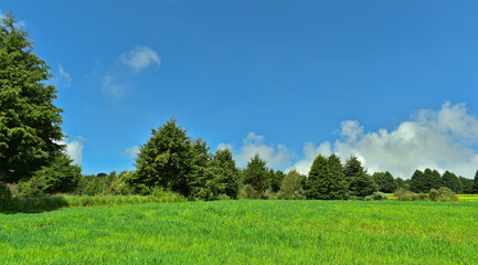 Pinos y cielo axul