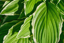 Background With Green Striped Leaves Of The Hosta In The Garden In The Daytime, Top View, Close-up. Floral Background, Place For Copying. High Quality Photo