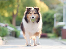 Adorable Portrait Of Amazing Healthy And Happy Old Shetland Sheepdog With Backlit In Sunny Day