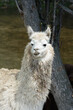 Portrait of llama Lama glama looking at camera