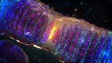Mitochondrial Fusion, Illustration