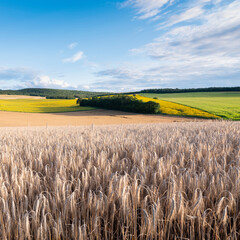 Canvas Print - beautiful landscape of french morvan with green grassy fields and forests under blue sky with clouds