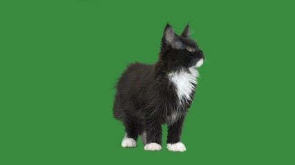 Sticker - kitten on a green screen