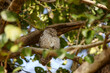 An Indian Spotted Owlet sitting on the branch of a tree in the Kanha National Park in Madhya Pradesh, India.