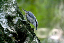 Closeup Shot Of A White-breasted Nuthatch Perched On Tree Bark