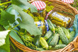 Basket with pickled cucumbers and ingredients in the garden surrounded cucumber plants with green leaves and yellow flowers