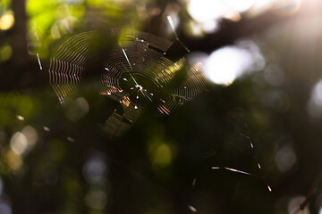 Spiderweb in Forest