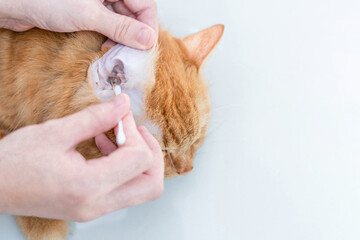 Wall Mural - Woman use a cloth cleaning cat ears in bathe ginger cat dry cleaning for Animal