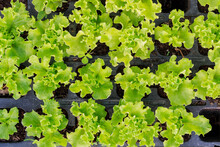 Lettuce Leaves In Special Cells For Growing. Leaves Green Curly.