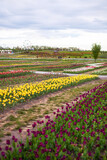 Fototapeta Sawanna - A beautiful park in which tulips bloom on a field