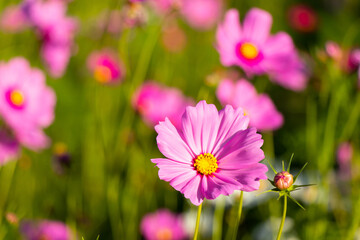 Wall Mural - Beautiful pink color cosmos (Mexican aster) flower background