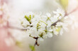 © галина шарапова - Defocused floral background with cherry blossoms on green leaves