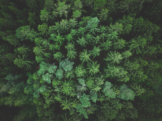 Poster - Aerial photo of green trees.