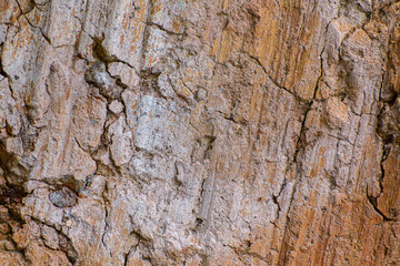 Canvas Print - Closeup of tree bark texture