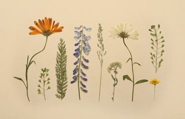 Poster - Pressed dried flowers and plants on beige background, flat lay. Beautiful herbarium