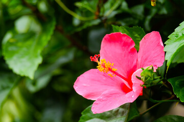 Wall Mural - pink hibiscus flowers in the garden