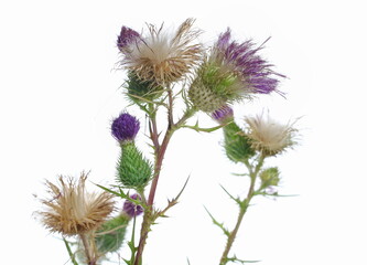 Wall Mural - Close up pink burdock flower and seeds with leaves isolated on white background, clipping path