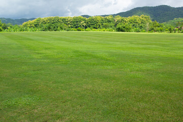 Wall Mural - green field and sky