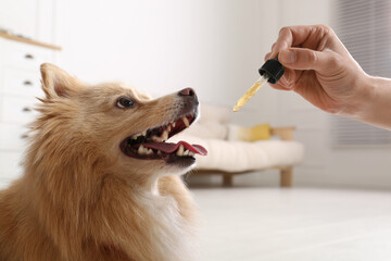 Wall Mural - Woman giving tincture to cute dog at home, closeup