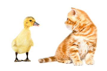 Wall Mural - Funny kitten scottish straight and duckling sitting looking at each other isolated on white background