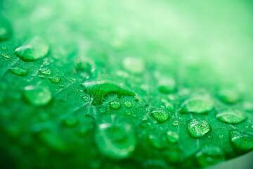 Wall Mural - Macro image of raindrops on green leaves blur background. Front view of water drops on green leaf after rain. Drops on leaf in raining day. The design concept for a green background.