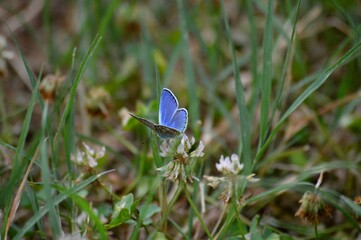 Wall Mural - a blue butterfly on a white clover flower on a meadow