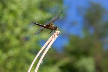 Poster - Dragonfly - Odonata with outstretched wings on a blade of grass. In the background is a beautiful bokeh created by an  lens.