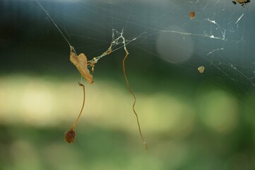 Wall Mural - dry cherry and dry leaf hooked on a spider web