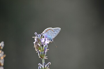 Wall Mural - a blue butterfly on a purple lavender flower