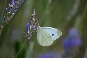 Wall Mural - white butterfly and purple lavender flower