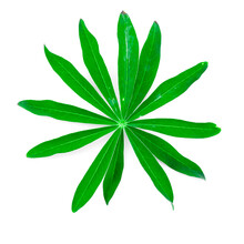 Green Lupine Leaf On White Background