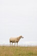 Schaf steht auf grünem Damm am Nordstrand in Nordfriesland