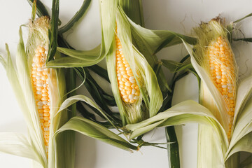 Wall Mural - Fresh corn on cob with husk on white, flat lay, top view. Vegan food, agriculture