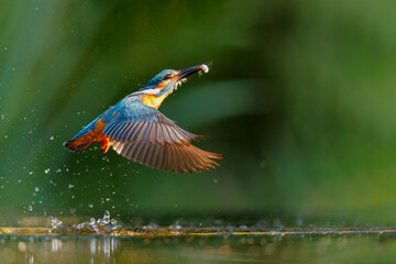 common kingfisher fishing in the netherlands