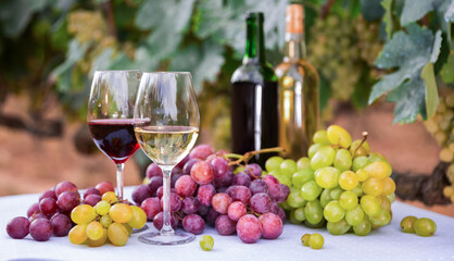 Wall Mural - glasses of red and white wine and ripe grapes on table in vineyard