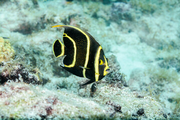 Wall Mural - Juvenile Gray Angelfish