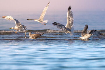 Wall Mural - Close up of a flock of seagulls taking off from shallow water in the late afternoon light